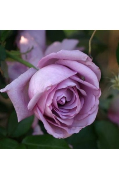 Rosa climber Indigoletta